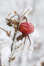 A Dried Red Berry On A Snow Covered Branch; Alberta, Canada