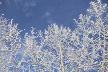 Frosted Tree Branches With Blue Sky; Calgary, Alberta, Canada