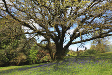 A Large Tree With Blue Sky And Cloud In Dereen Gardens; Lauraugh, County Kerry, Ireland