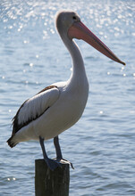 A Pelican Perched On A Piling On The Water; Queensland, Australia