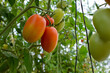 Ripe tomatoes cluster growing on the vine in a greenhouse. Roma tomato plant production close-up. Organic fruit farming.