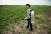 Young Woman Sprays For Weeds In A Bean Field; Bennet, Nebraska, United States Of America