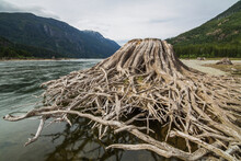 Tree Stump And Roots Along The Shores Of Buttle Lake, Strathcona Provincial Park; British Columbia, Canada