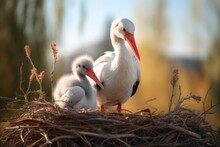 A Picture Of A Couple Of Birds Sitting In A Nest. This Image Can Be Used To Represent Nature, Wildlife, Or The Concept Of Home And Family.