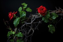 blood red roses on a curly vine, ivy. thorns and green leaves. dry curly branches. toxic relationship. 