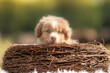 Portrait d'un petit chiot de race berger australien dans la nature dans un élevage 