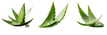 Png Set Aloe Vera Leaves With Sliced Extract Arranged On Transparent Background