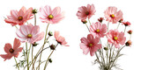 Fototapeta Fototapety kosmos - Png Set Pink cosmos flowers in a studio transparent background large DOF macro closeup