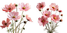 Png Set Pink Cosmos Flowers In A Studio Transparent Background Large DOF Macro Closeup