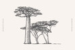 Mighty baobab and acacia in engraving style. Hand drawn African savanna plants. Vintage botanical illustration on a light isolated background.