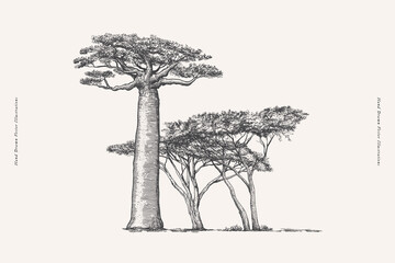 mighty baobab and acacia in engraving style. hand drawn african savanna plants. vintage botanical il