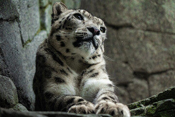 Poster - Big white Snow leopard lies with piercing yellow eyes