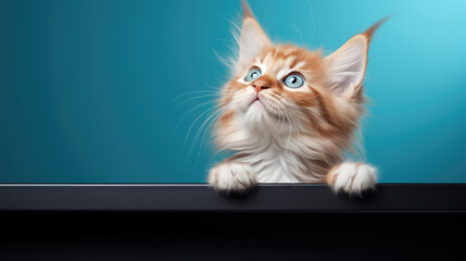 Wall Mural - Cute banner with a cat looking up on solid blue background.