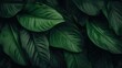 abstract green leaf texture nature background tropic