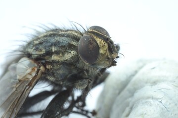 Wall Mural - One black housefly on white background, macro view