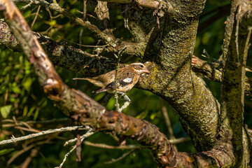 Wall Mural - The rose-breasted grosbeak (Pheucticus ludovicianus) - Immature male.