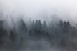 © BillionPhotos.com - Nature background misty. Forest trees with fog.