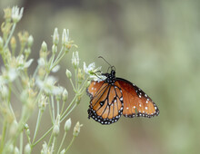 A Queen Butterfly Hanging Onto The Edge Of Green And White White Elkweed Flowers With A Soft Out Of Focus Background