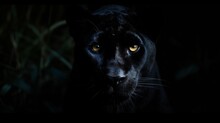 Black Panther In The Dark Forest. Panthera Leo.