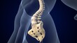 male skeleton vertebral column anatomy. 3d illustration