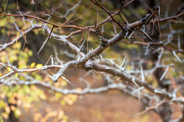 branches of a tree