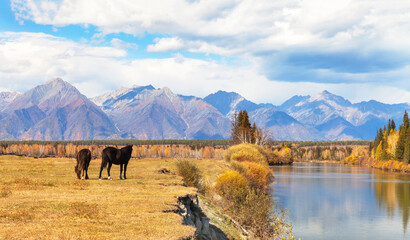 Wall Mural - scenic autumn landscape with grazing horses in meadow on bank of calm ircut river. view of yellowed 