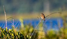 Swamp Sparrow On Reeds At Sunset