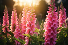 Close Up Of Bright Pink Foxglove Flowers Blooming In Summer Garden At Sunset, Digitalis In Blossom, Floral Background, Aesthetic Look