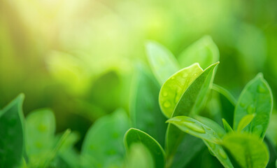 Wall Mural - nature of green leaf in garden at rainy season under sunlight. natural bokeh of green leaves plants 