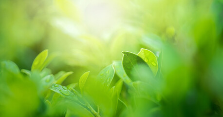 Wall Mural - nature of green leaf in garden at rainy season under sunlight. natural bokeh of green leaves plants 