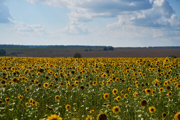 Sunflower field with cloudy blue sky