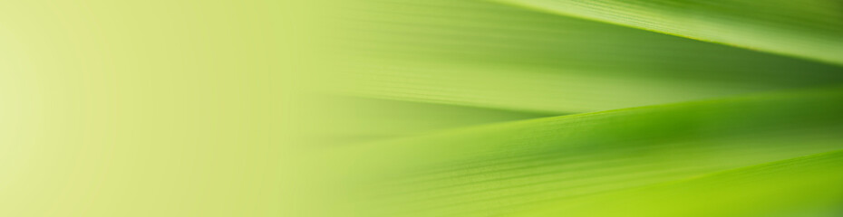 Wall Mural - nature of green leaf in garden at summer. natural green leaves plants using as spring background cov