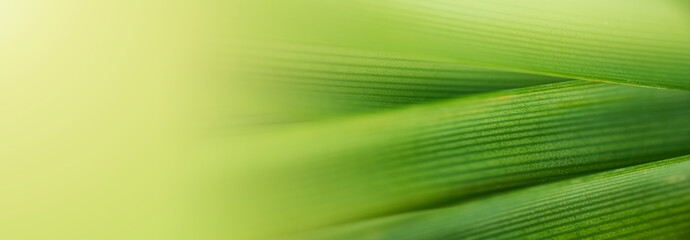 Wall Mural - nature of green leaf in garden at summer. natural green leaves plants using as spring background cov