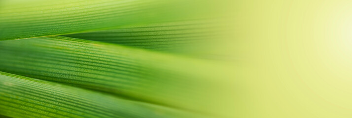Wall Mural - nature of green leaf in garden at summer. natural green leaves plants using as spring background cov