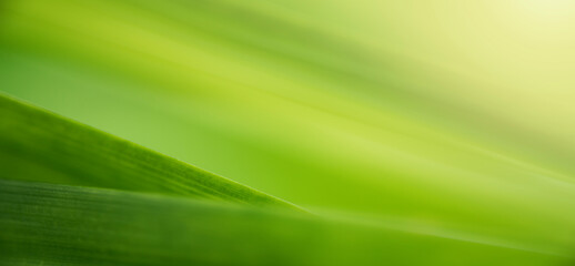 Wall Mural - nature of green leaf in garden at summer. natural green leaves plants using as spring background cov