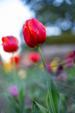 Fototapeta Tulipany - tulip flowers blooming in a tulip field, against the background of blurry tulip flowers in the garden.