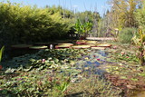 Fototapeta Kuchnia - Jardin zen en Provence