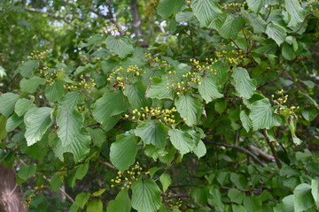 Poster - Linden viburnum / Japanese bush cranberry ( Viburnum dilatatum ) berries. Viburnaceae deciduous shrub. Berries ripen red in autumn and are edible and also used as a medicinal drink.