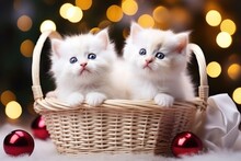 Cute White Fluffy Kittens Are Lying In A Basket On The Background Of Christmas Lights . Two Cute Kittens In A Wicker Basket For Christmas.