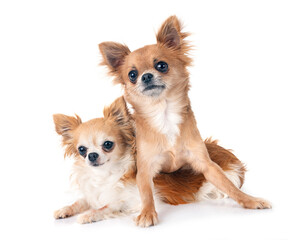 Sticker - chihuahuas in studio