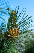 Young Cones On A Pine Tree Among Needle-like Leaves In A Botanical Garden In Spring, Ukraine