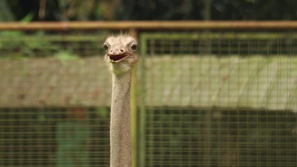 not focus on the activity of ostrich in the garden.
