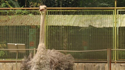 not focus on the activity of ostrich in the garden.
