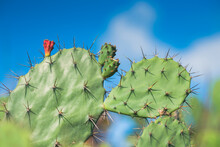 Green Cactus With Red Flower And Blue Sky