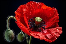 A Vivid Red Poppy Flower With A Seed Pod. Generative AI