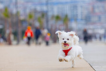 Cute White Dog Running On The Beach