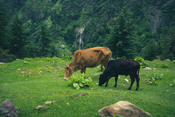 Cow on a meadow in the mountains, Jibhi kheerganga, Himachal pradesh, India.