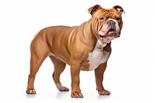 Brown Bully Xl Dog Looking Fierce Isolated On White Background