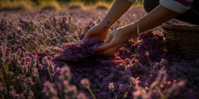 Field Of Fragrant Lavender Being Harvested By Hand One Generative AI