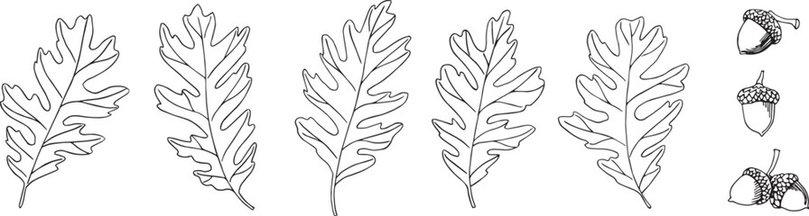 Vector oak leaves and acorns. Hand-drawn illustration in black and white. Wild plants. Isolated. For fabric, sketchbook, wallpaper, wrapping paper.